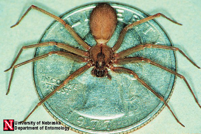 Brown Recluse Spider Canada