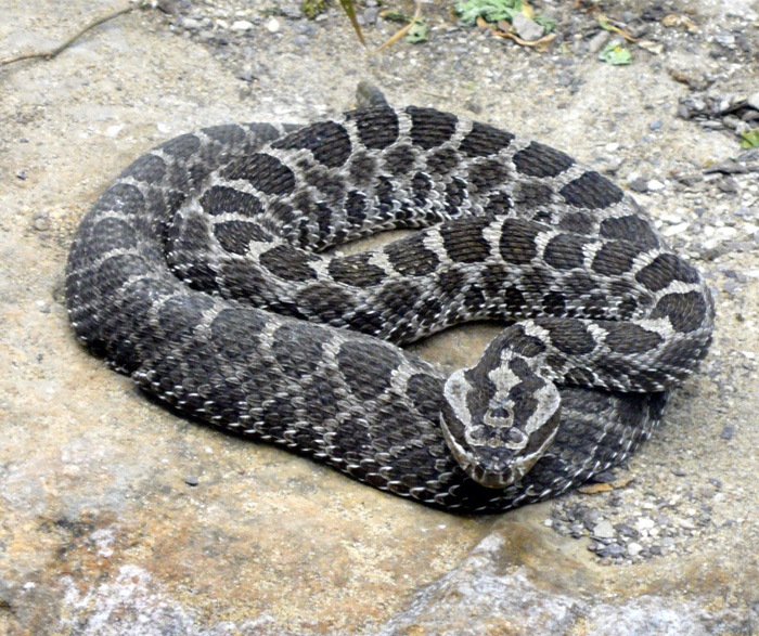 Massasauga Rattle snake from Ontario