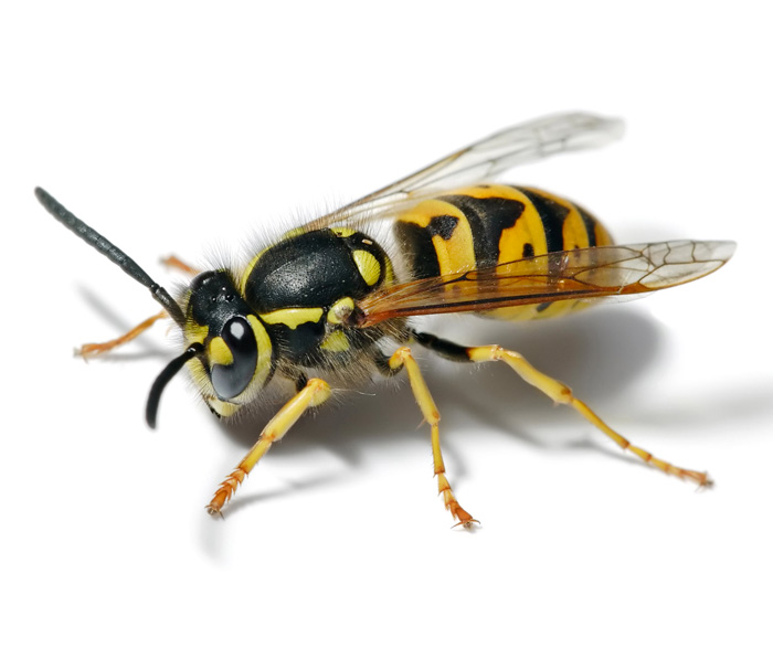 Canadian Yellow Jacket Wasp