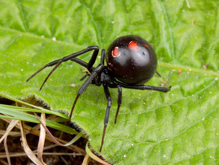 Canada Spider Chart