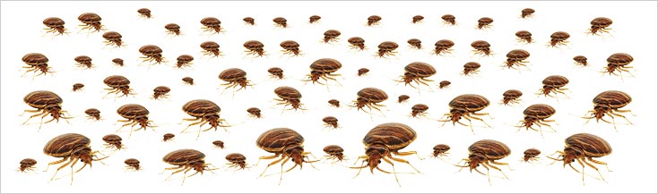 bed bugs multiply quick