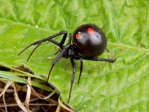 black widow spider from Canada